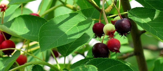 Fruit plants