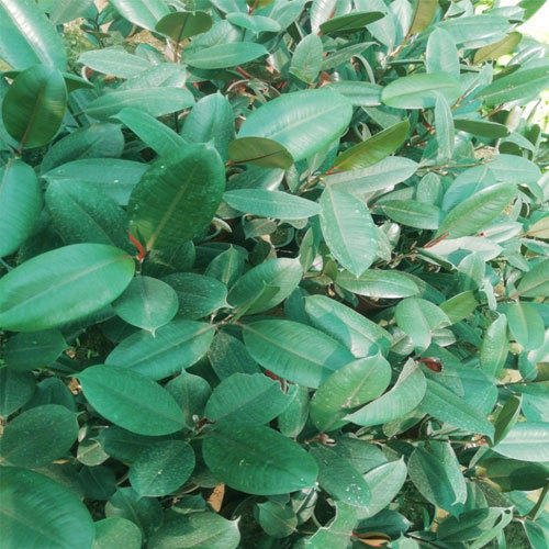 Decorative plants