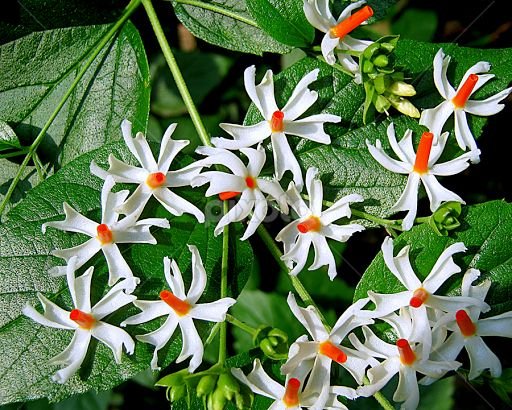 Parijat Flower